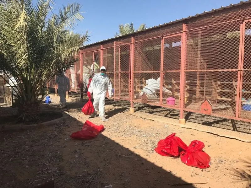 هل اقترب العالم من لقاح عالمي ينهي خطر جائحة إنفلونزا الطيور؟