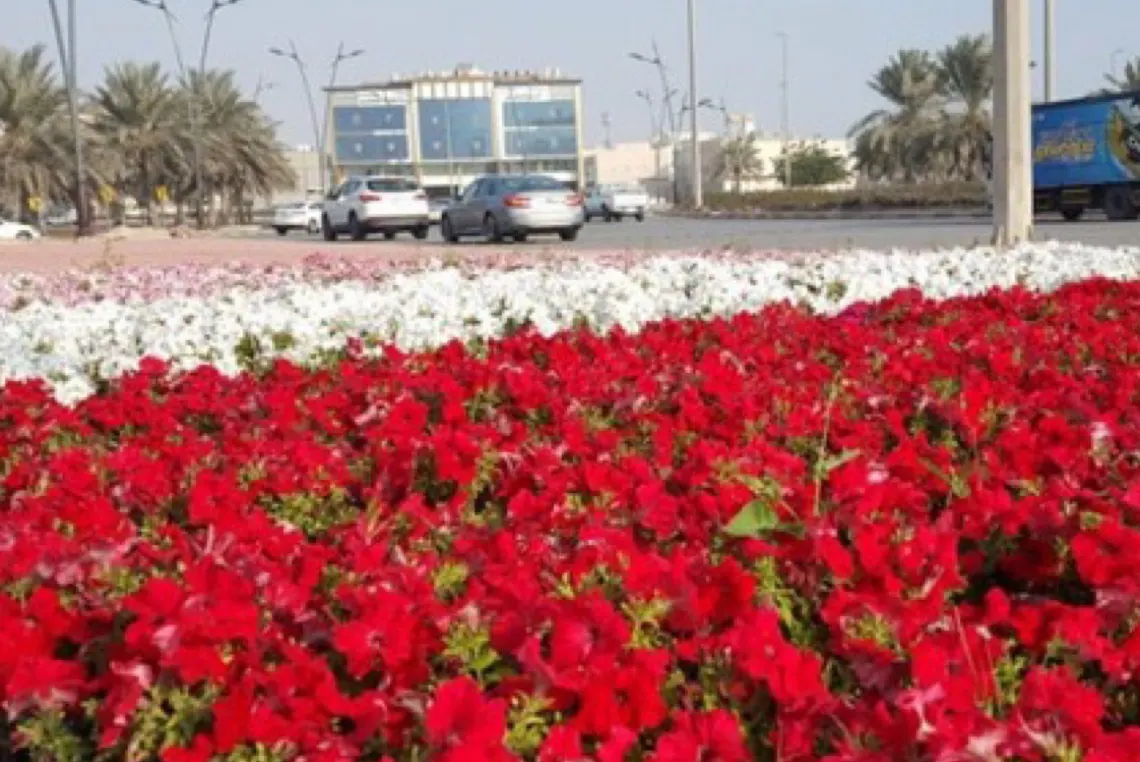 بألوان زاهية.. مليون زهرة تزين ميادين القطيف