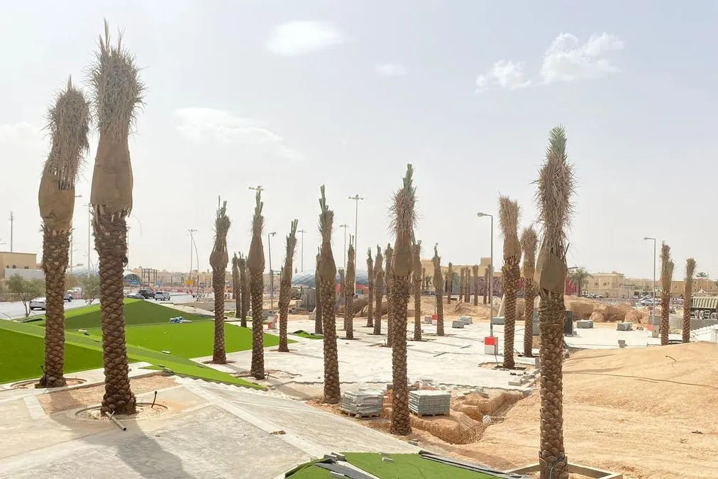 قرار بمنع زراعة النخيل في الحدائق والطرق