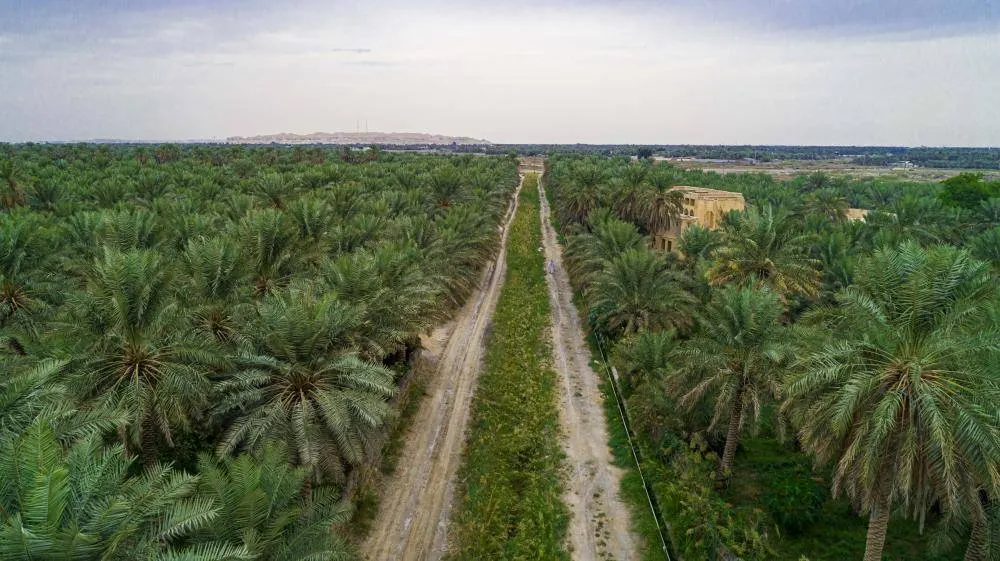 26 مليونا لنظافة 9 آلاف مزرعة بالأحساء