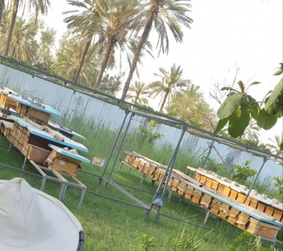 لأول مرة خليجيا.. منحل عسل في غابات المانجروف بتاروت