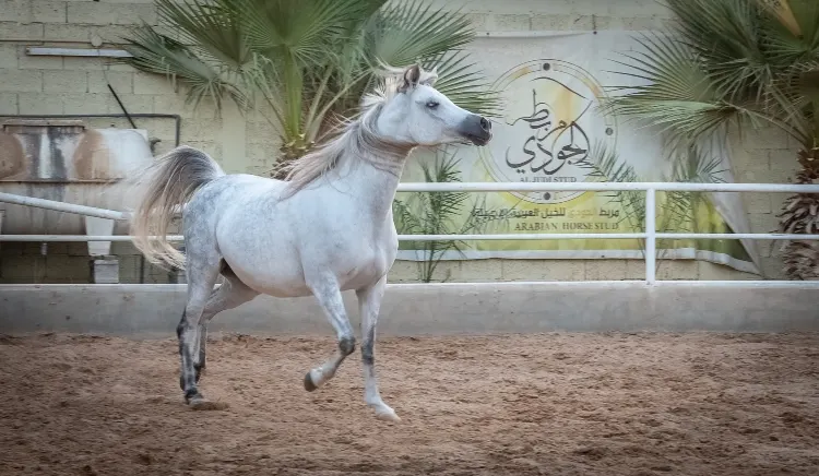 ”شهادة توثيق التجارة الإلكترونية“.. شرط للمزادات الإلكترونية للخيل