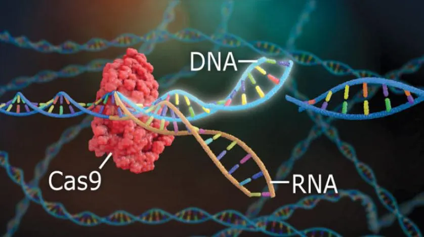 بعد وفاة والدتها.. «زهراء» تنجز بحثا حول فعالية خلايا RNA في تشخيص السرطان