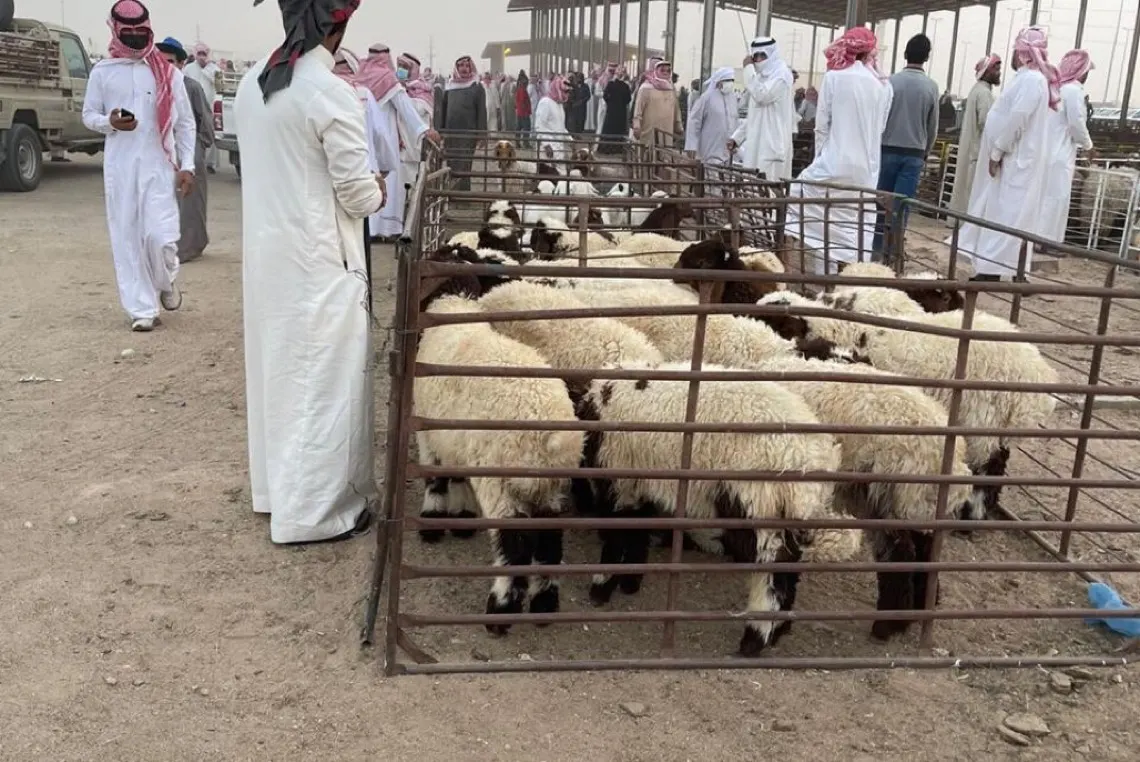 ب 4 شروط.. إتاحة استصدار تصريح ذبح الأضاحي مجانا لأصحاب المطاعم
