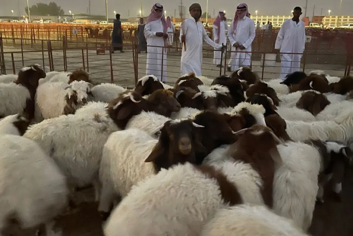 ”الإرشاد الزراعي“ يكشف عن طرق الوقاية والعلاج من مرض التهاب العين المعدي عند الحيوانات