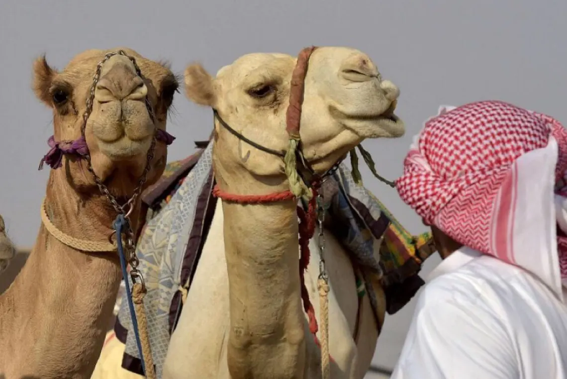 هل تعلم أن الإفراط في تقديم الشعير للإبل يضر بفحولتها؟