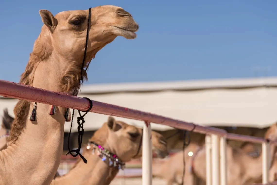 الإرشاد الزراعي لمربي الإبل: تجنبوا مزج الأعلاف بالملح