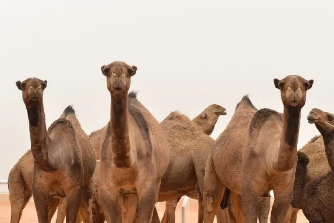 ”الإرشاد الزراعي“ يكشف عن سبب بياض العين عند الإبل ويوضح طرق علاجه