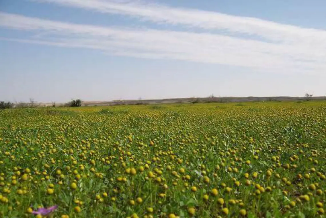 فلكيا.. المملكة تودع أبرد فصول السنة وتستقبل الربيع بـ 92 يوما
