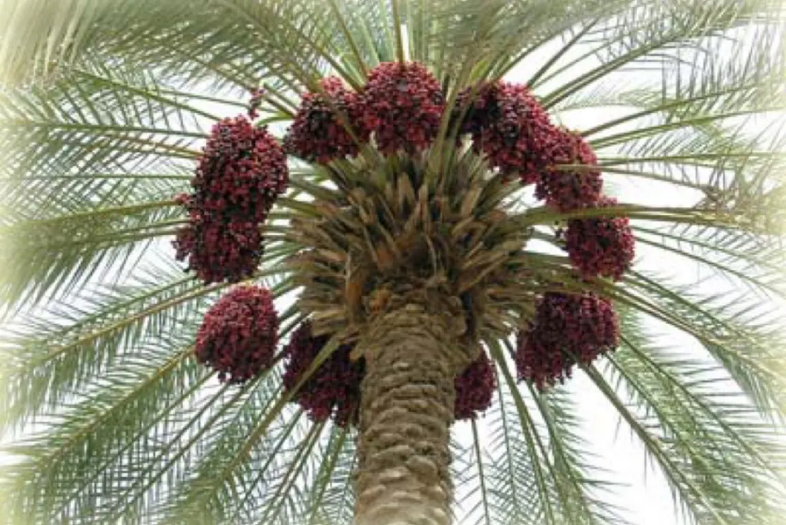 مهندس زراعي يدعو إلى استبدال النخيل القديم بأصناف حديثة