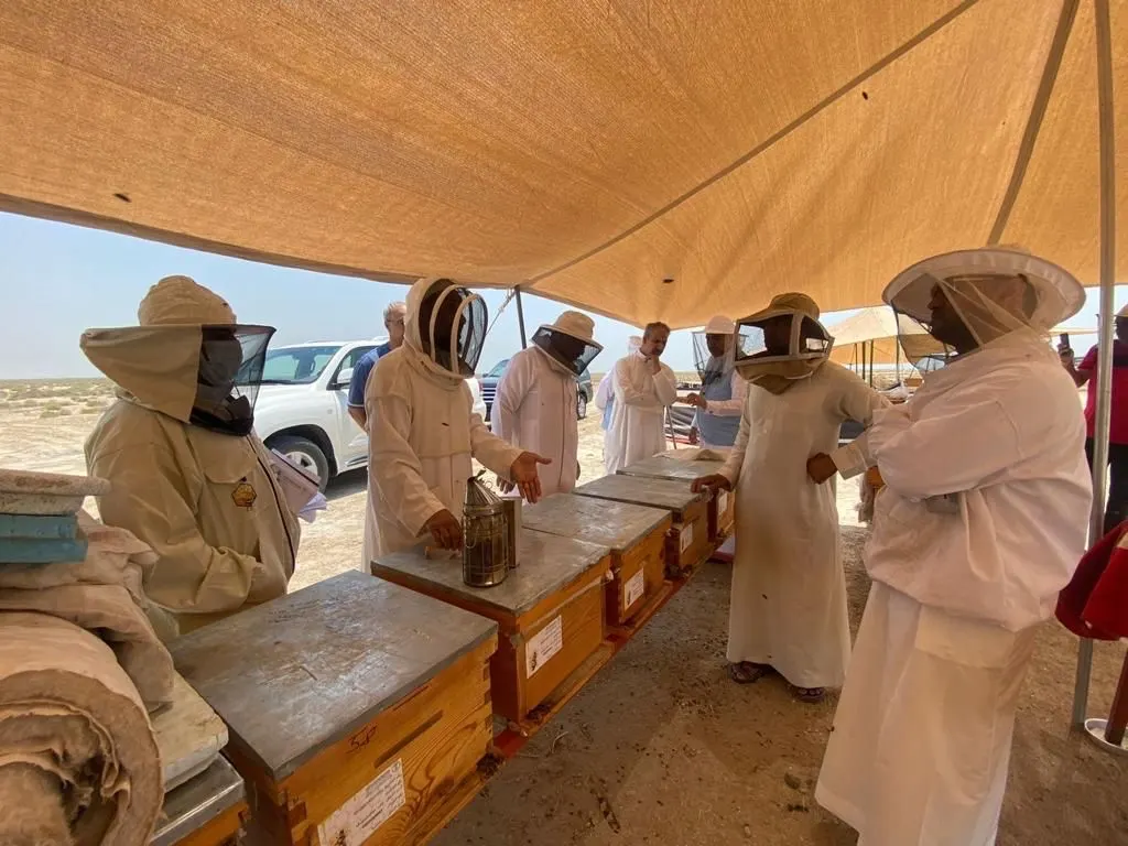 للموسم الثالث.. إطلاق مبادرة إنتاج «عسل المانجروف» في القطيف