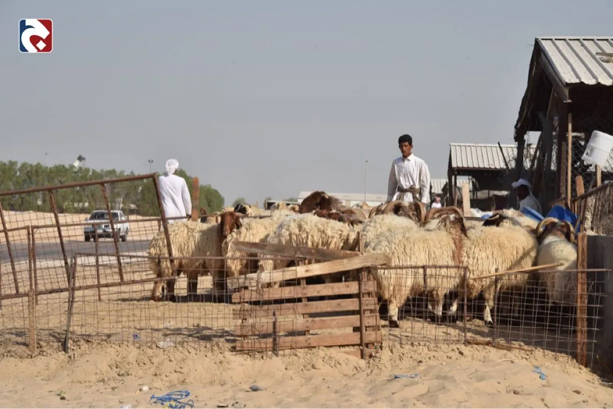 صفوى.. حملة للتوعية بالطرق الصحيحة لاختبار الأضحية