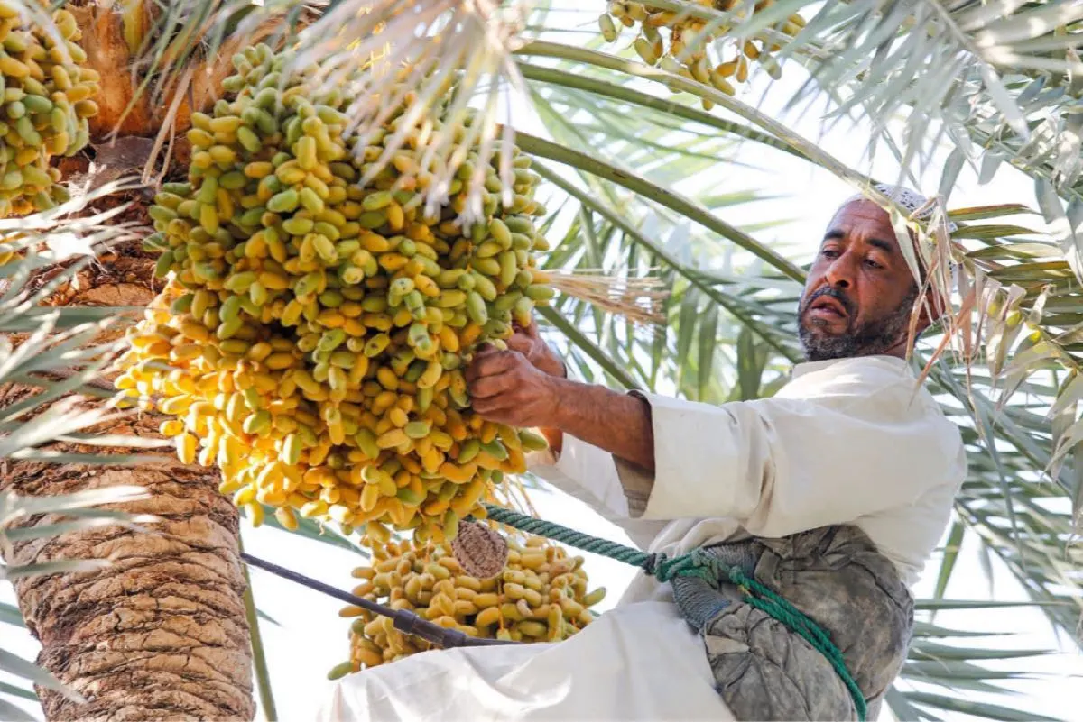 تقنية جديدة.. ”النيتروجين السائل“ يحفظ رطب ”البرحي“ لـ 6 أشهر