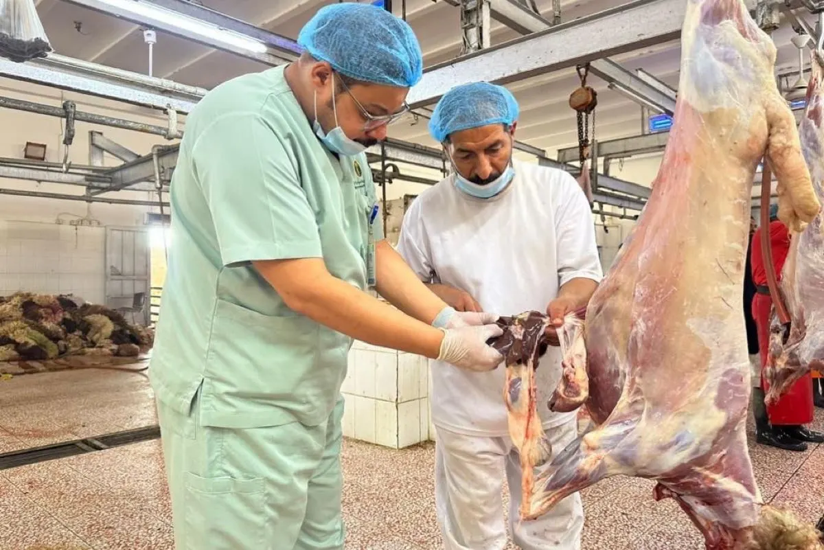 33700 أضحية خلال عيد الأضحى في الشرقية