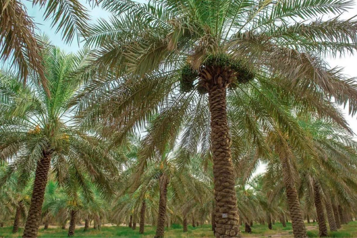 دودة البلح الكبرى خطر يتربص بالنخيل.. والإرشاد الزراعي يحذر
