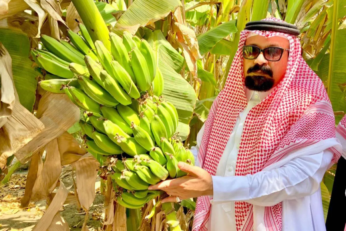 100 شجرة في القطيف.. إدخال أصناف جديدة لـ «الموز»