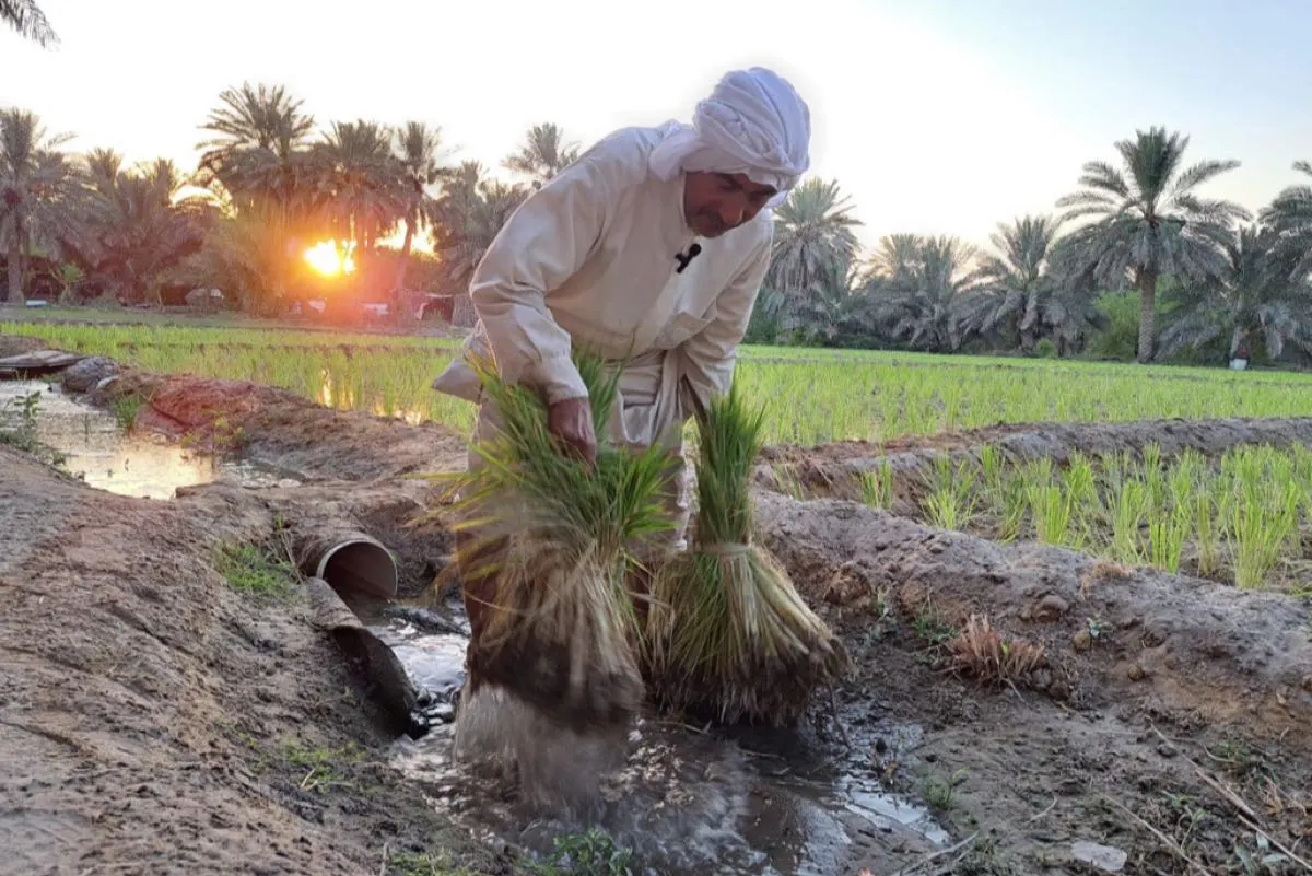 تحديد طبق لكل منطقة.. بينها «الأرز الحساوي» للشرقية