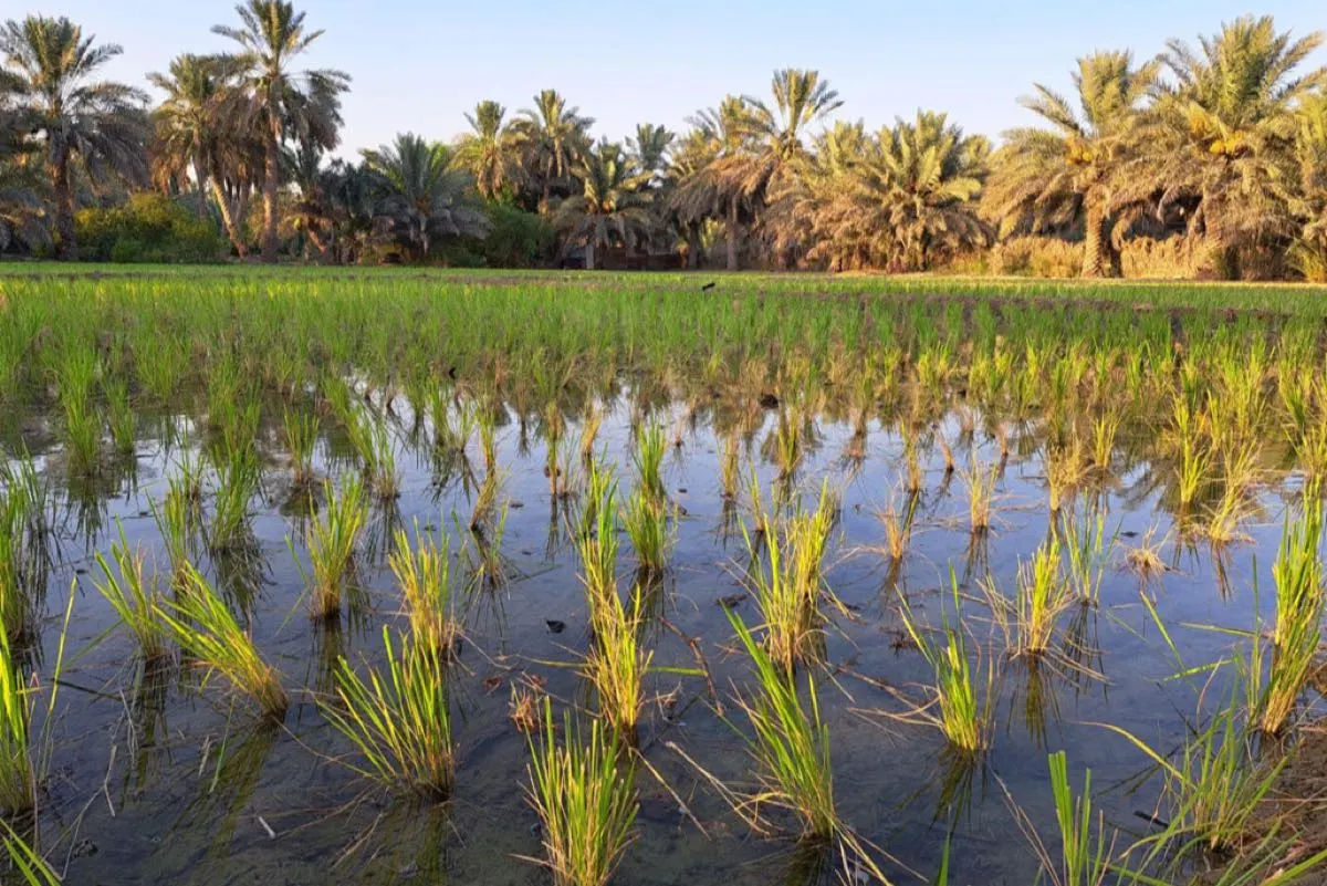باحثون يحوّلون مخلفات الأرز الحساوي إلى منتجات صناعية