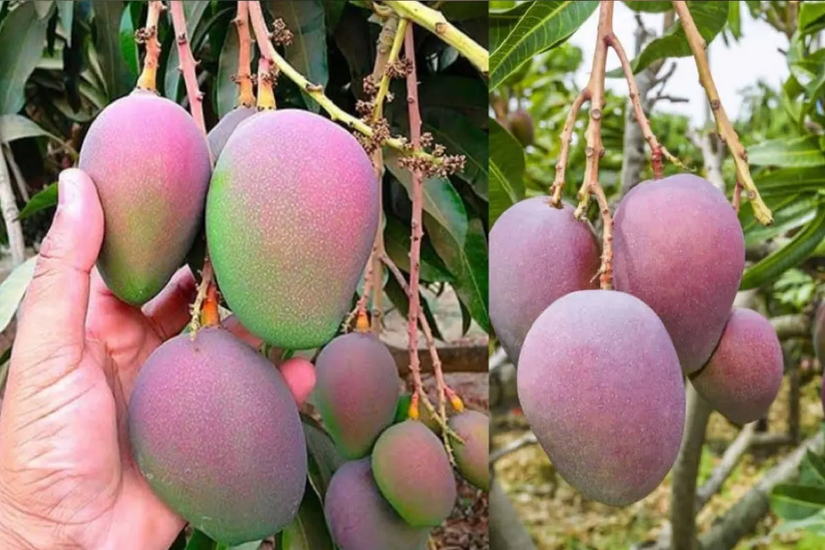 ”لفحة الشمس“ تهدد محاصيل المانجو.. و”الإرشاد الزراعي“ يحذر