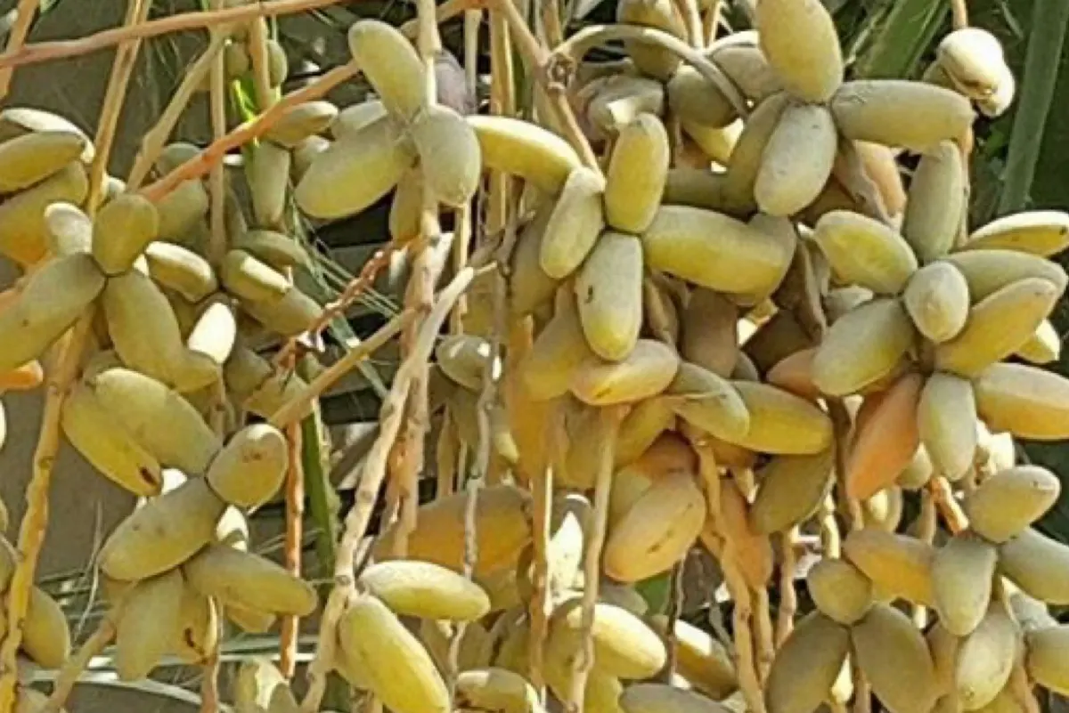 خبير زراعي: فشل عقد ثمار النخيل يسبب ظاهرة «الشيص»