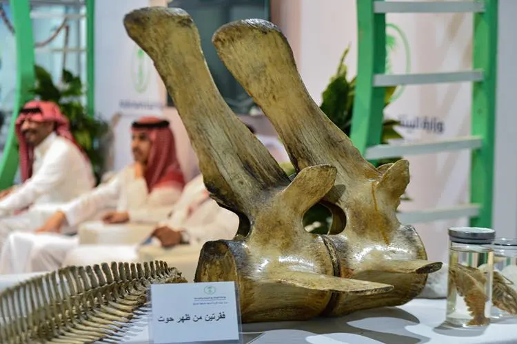 بالصور.. حيوانات مهددة بالانقراض في كورنيش القطيف