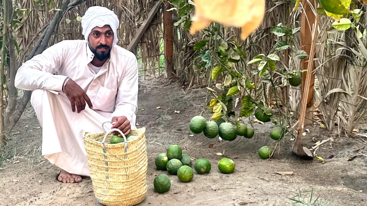 «الترنج القطيفي».. ثمرة الحمضيات تتحول إلى مربى