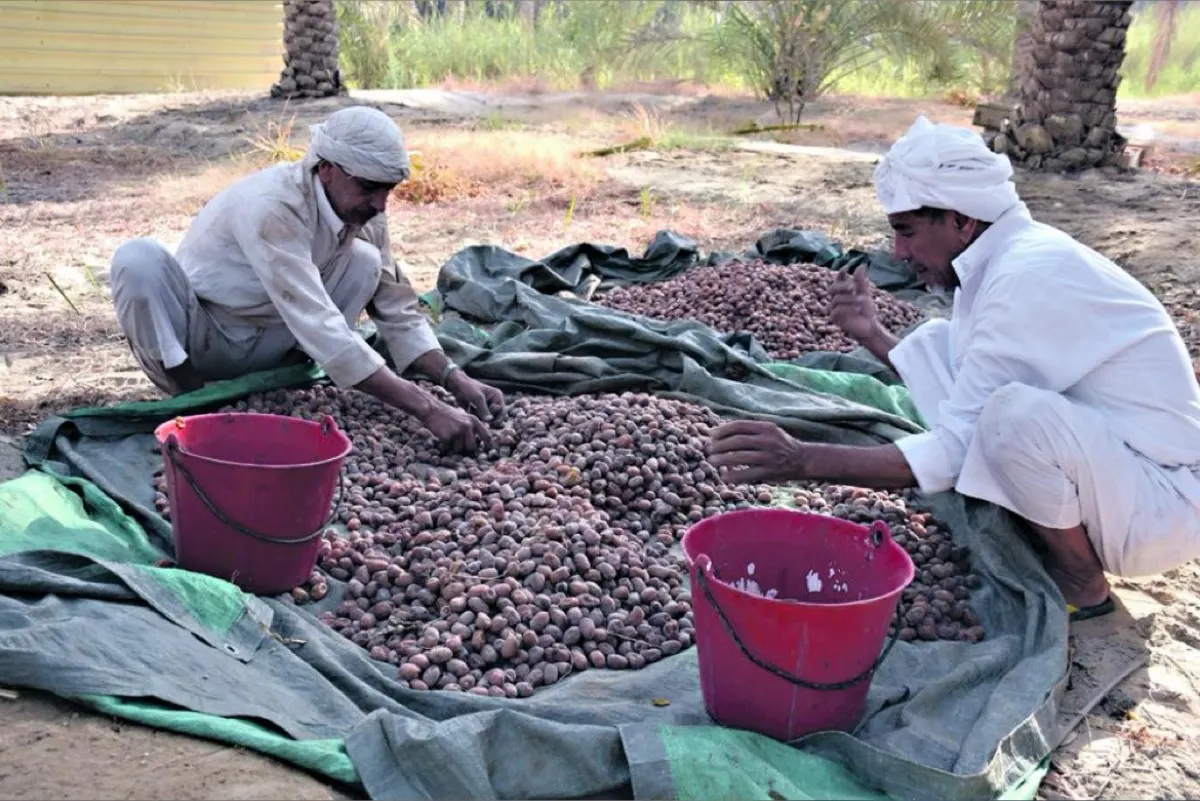 دوس التمر.. مرحلة ما بعد الصرام وطور النضج