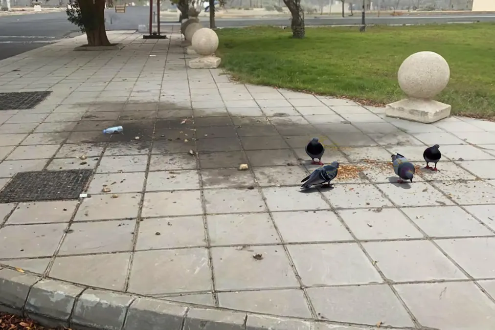 إلقاء فائض الأطعمة للطيور.. إحسان أم خداع للذات