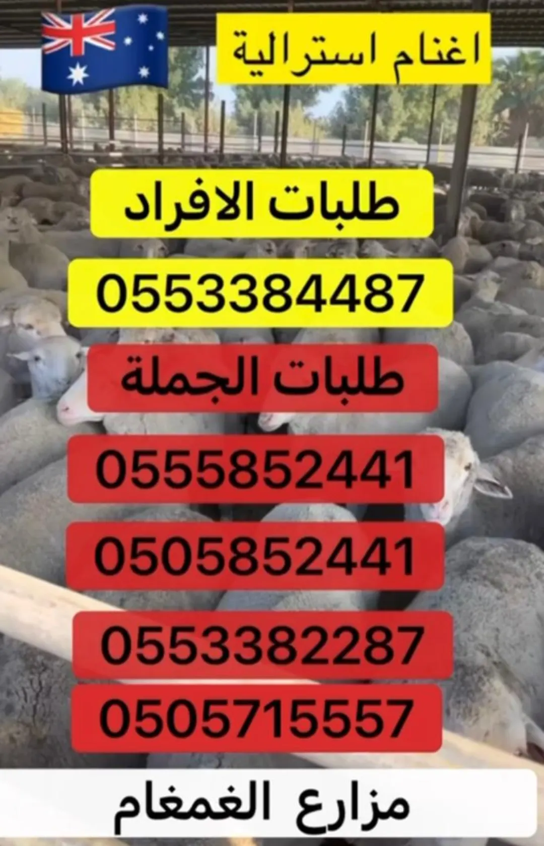 الغنم الاسترالي وصل