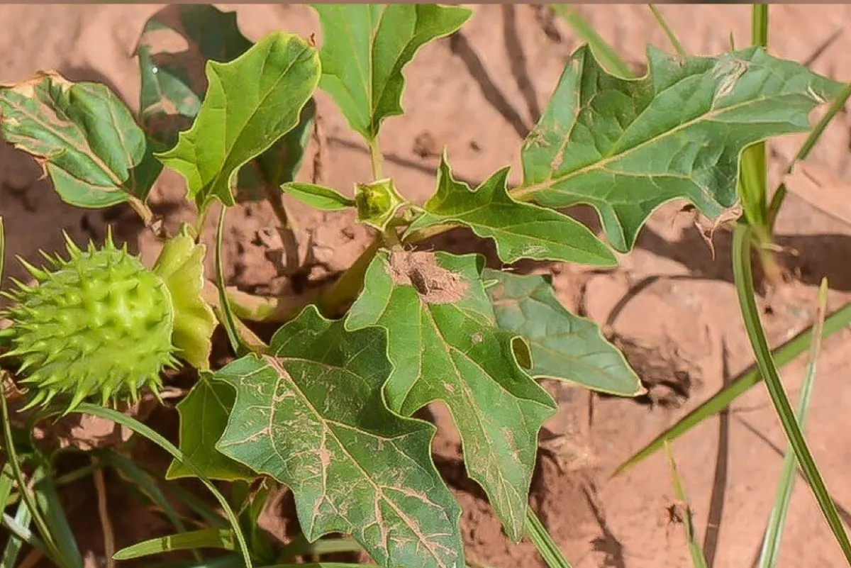 ”هيستيريا الضحك“.. نبات بري يثير الجدل
