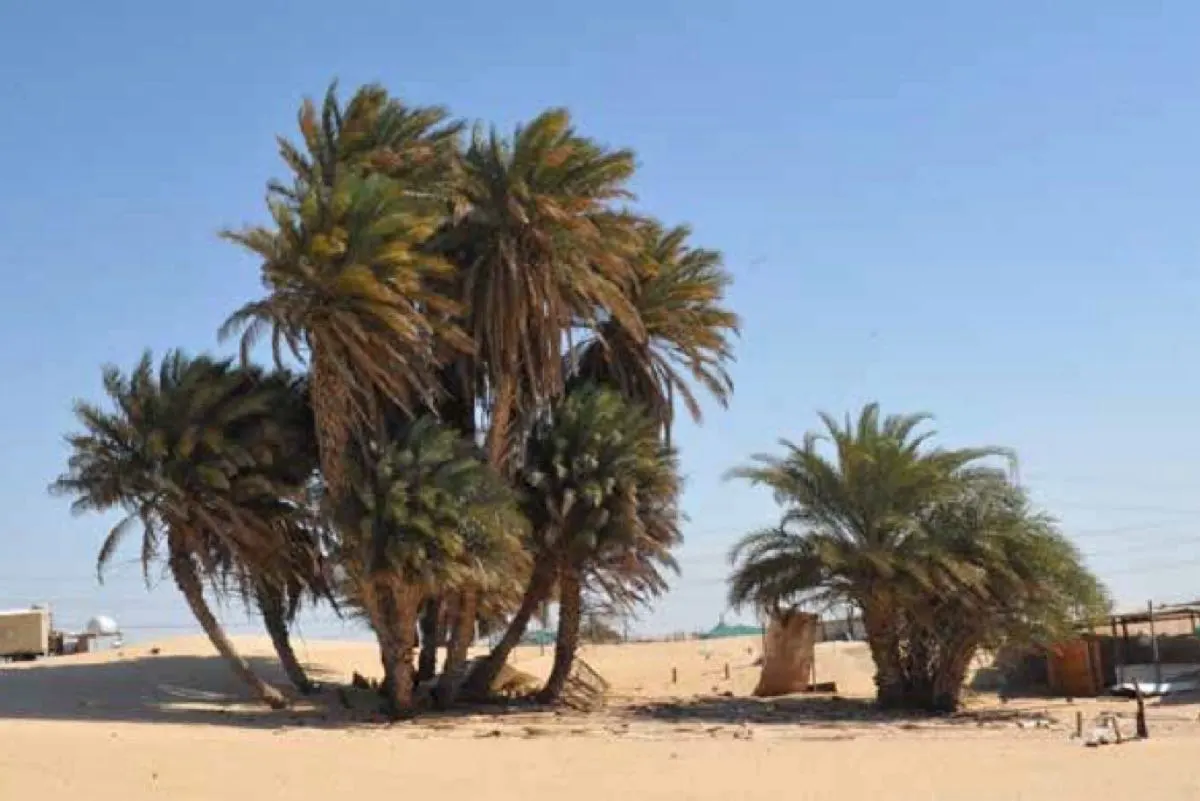 هذه تفاصيل البحث عن الدرعية الأولى ناحية القطيف