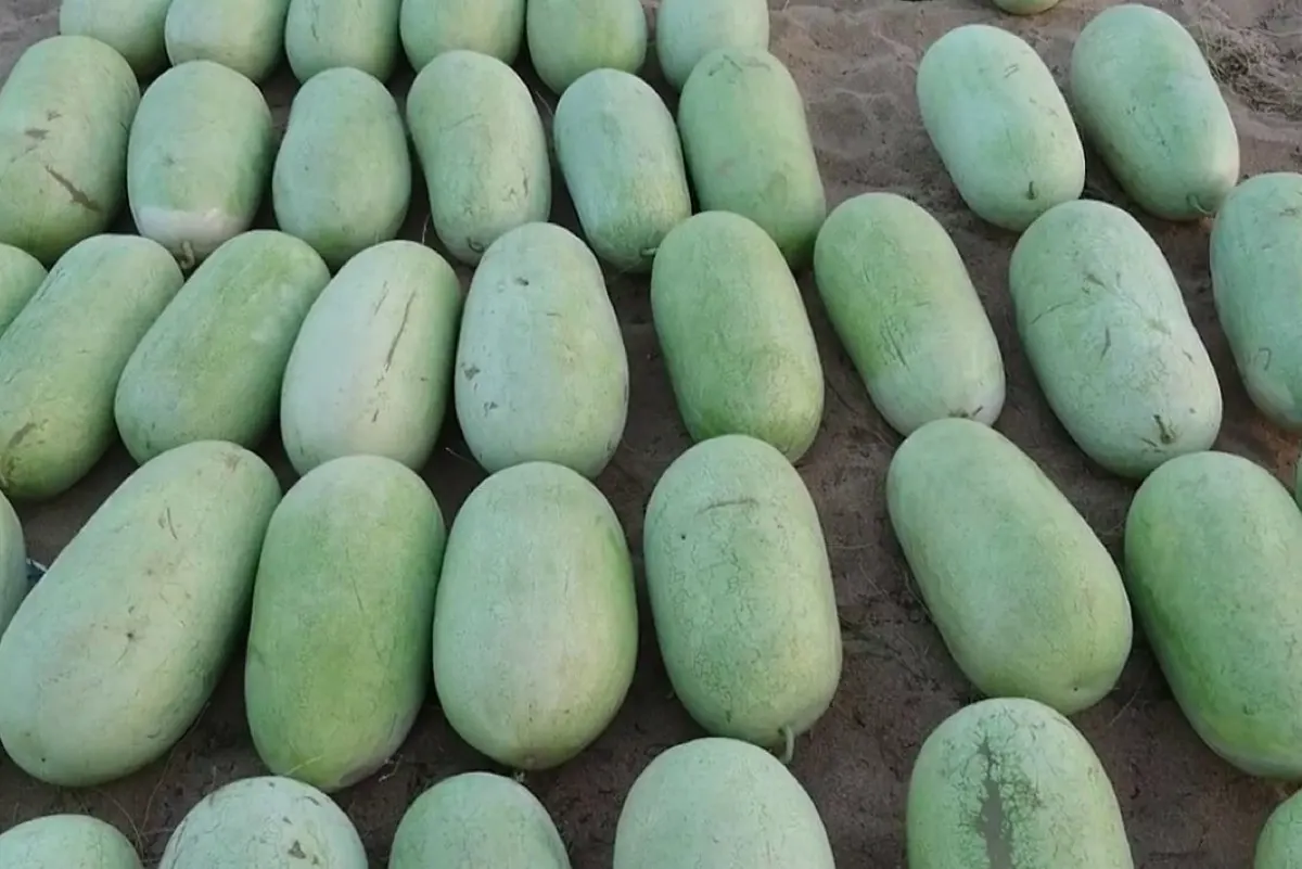 حشرة غريبة تُصيب ثمار ”الجح“ لأول مرة في المملكة