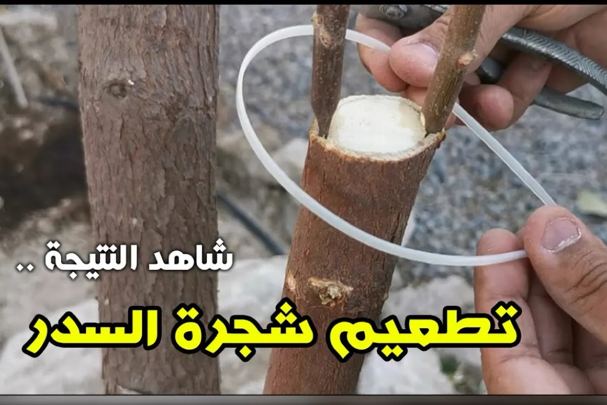 مرشد زراعي يشرح طريقة تطعيم السدر الصيني على البلدي