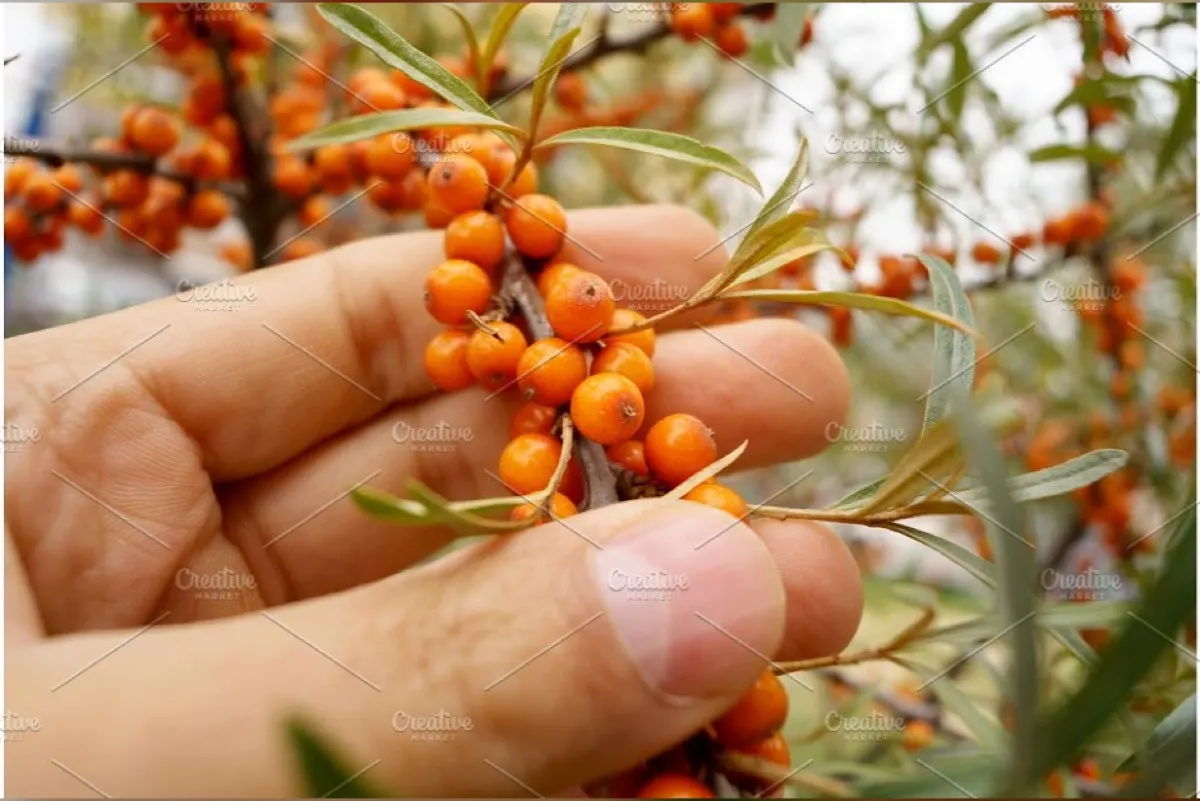 دراسة.. ”نبق البحر“ علاج جديد للسمنة والسكري