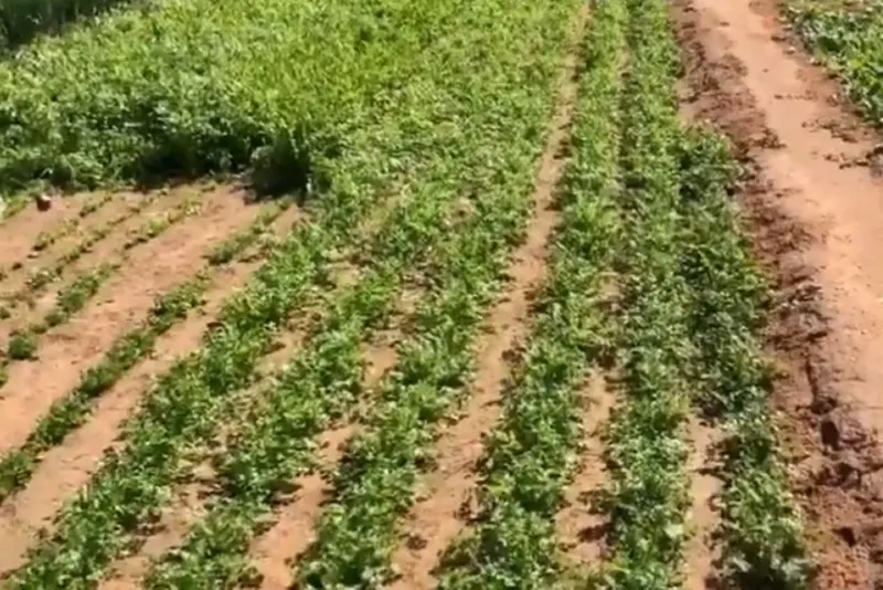 الإرشاد الزراعي: زراعة البقدونس صالحة في جميع الأراضي «خالية الملوحة»