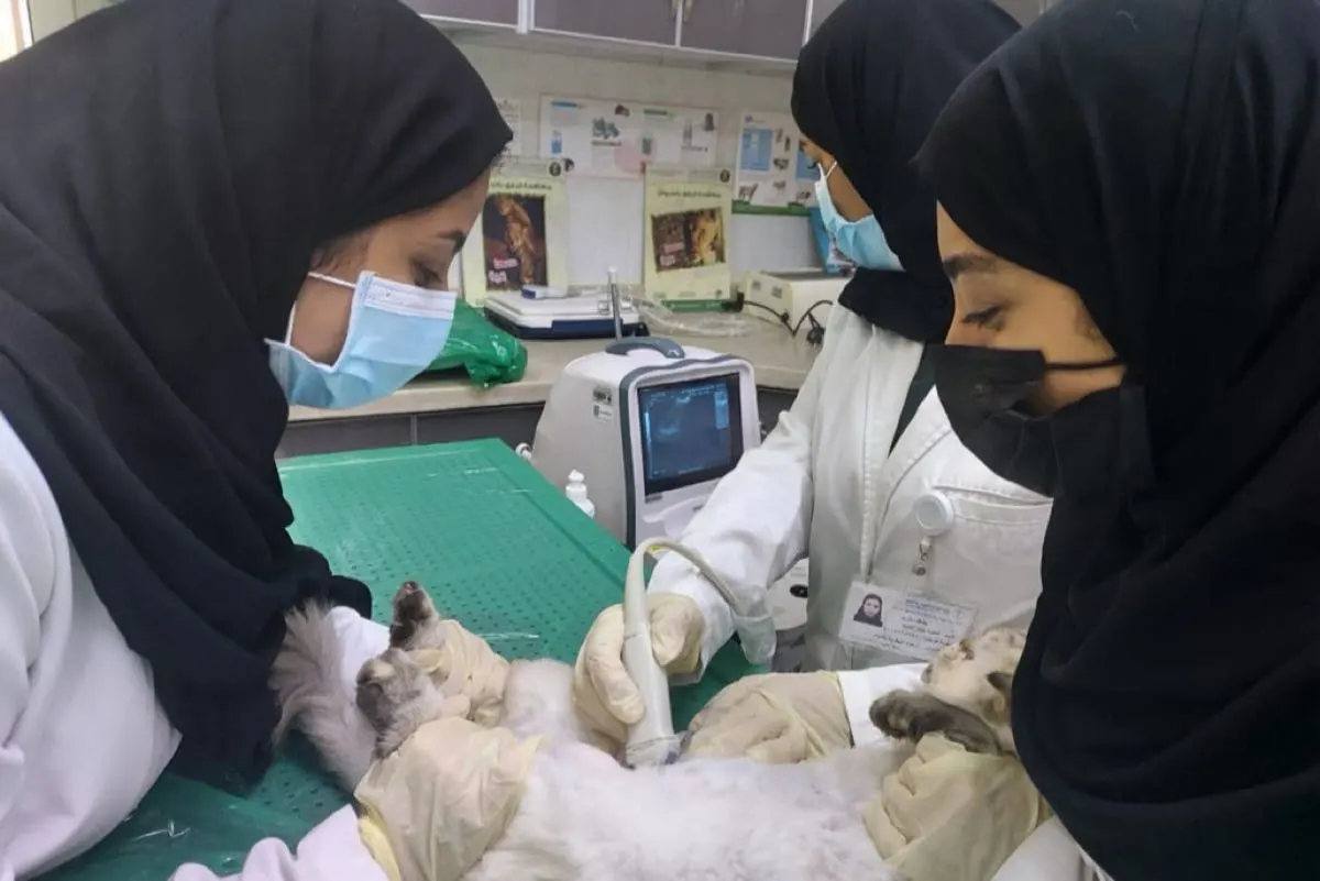تأهيل طالبات الطب البيطري لإجراء الجراحات الطارئة للحيوانات