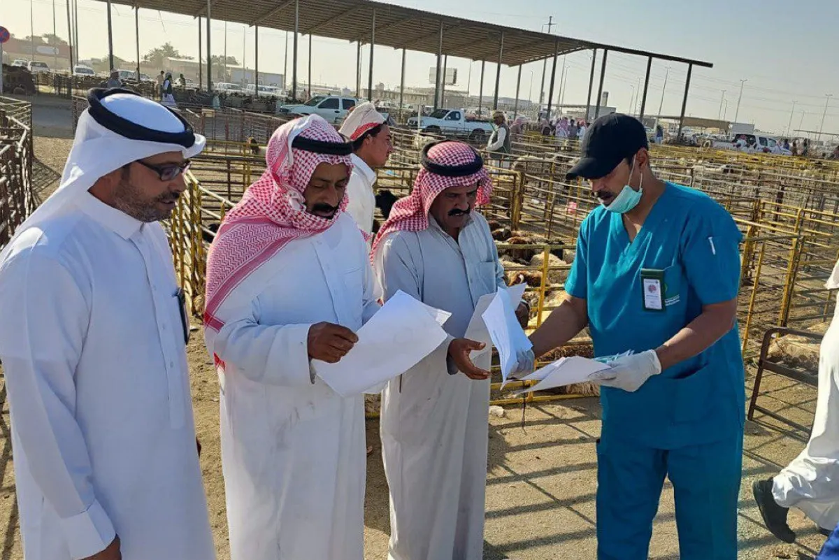 الشرقية.. «وقاء» يواصل جولاته على أسواق الماشية والمسالخ والحظائر