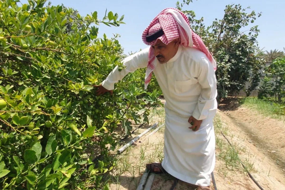 المزارع «محمد الثواب» يروي رحلة ال «نصف قرن» في مواجهة التحديات