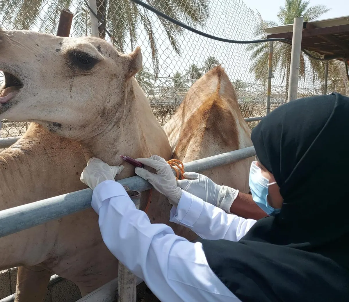 سعوديات يتأهلن في الطب البيطري للحد من تفشي الأوبئة