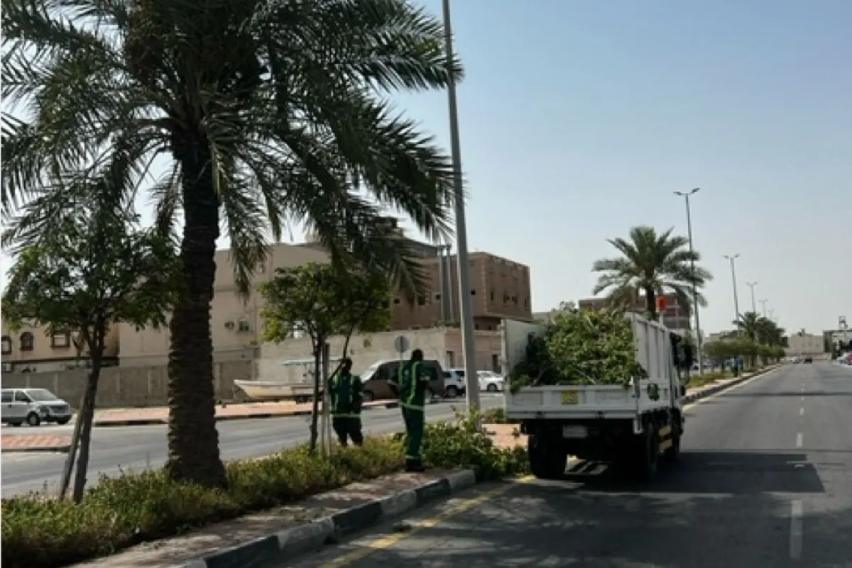 جدل مجتمعي حول تقليم الأشجار: ضرورة أم تشويه؟