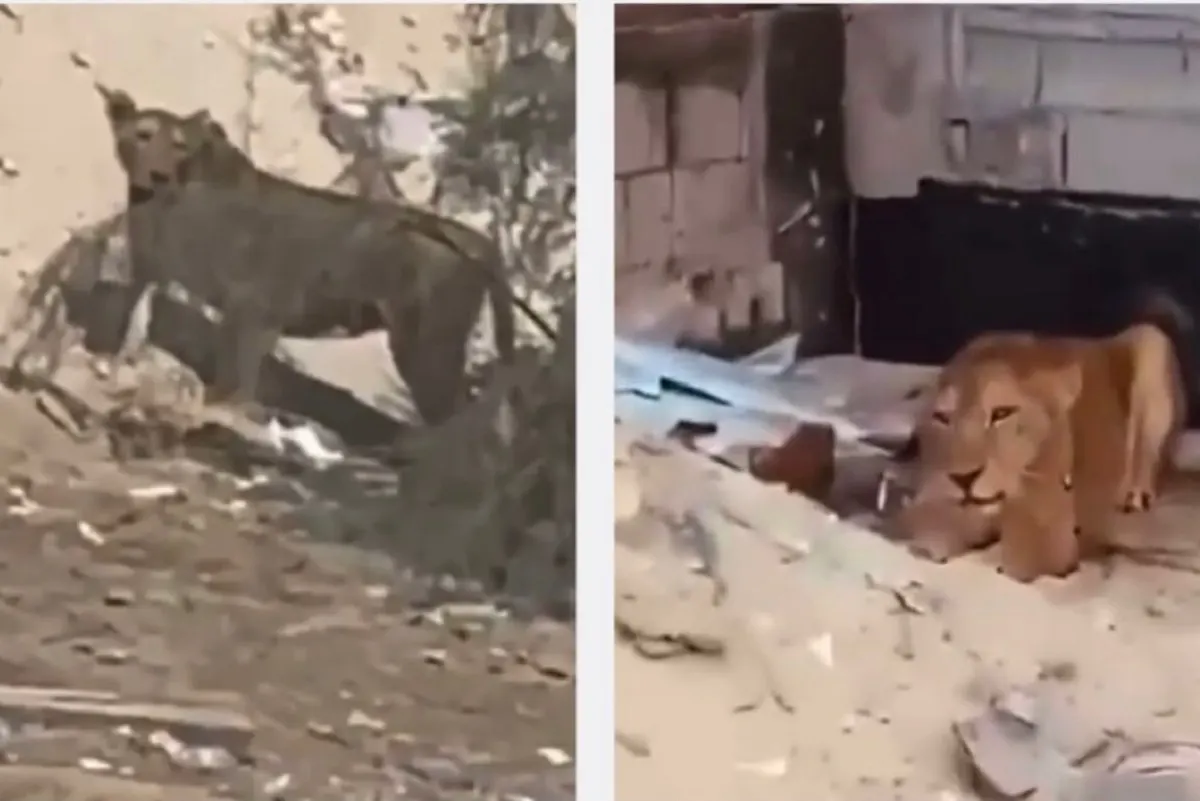 أسود مفترسة تجوب مكانًا عامًا بالشرقية.. ماذا حدث؟