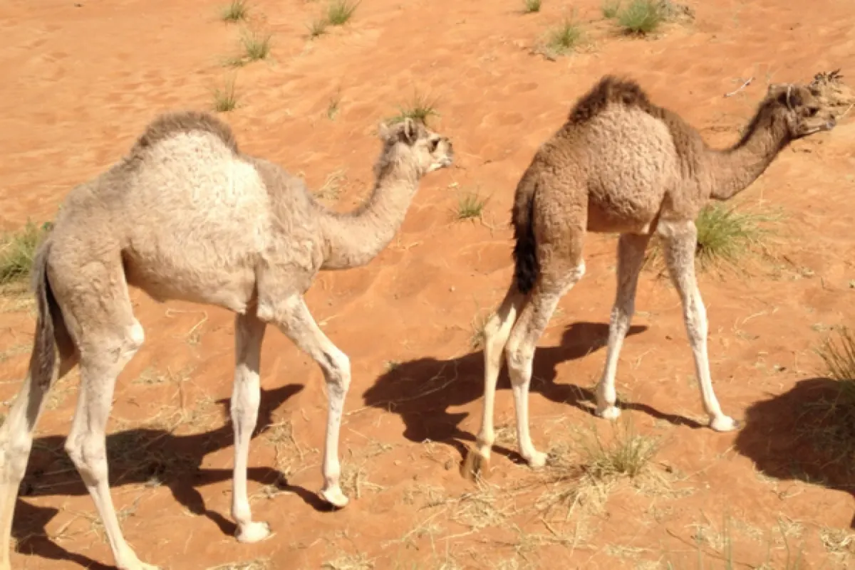 الطفيليات وسوء التغذية وراء ضعف نمو الحيران