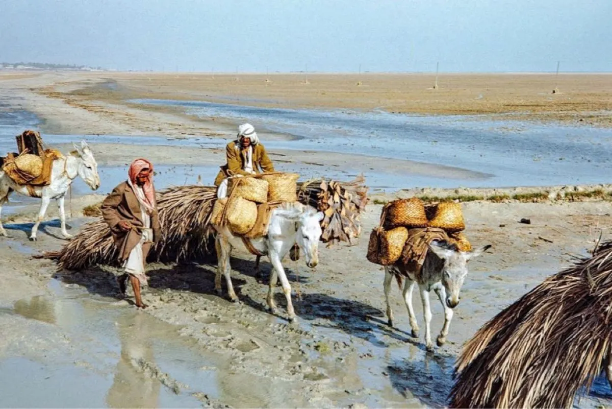 العبور إلى تاروت قديما.. أهالي القطيف يعيدون إحياء عبور البحر بالحمير