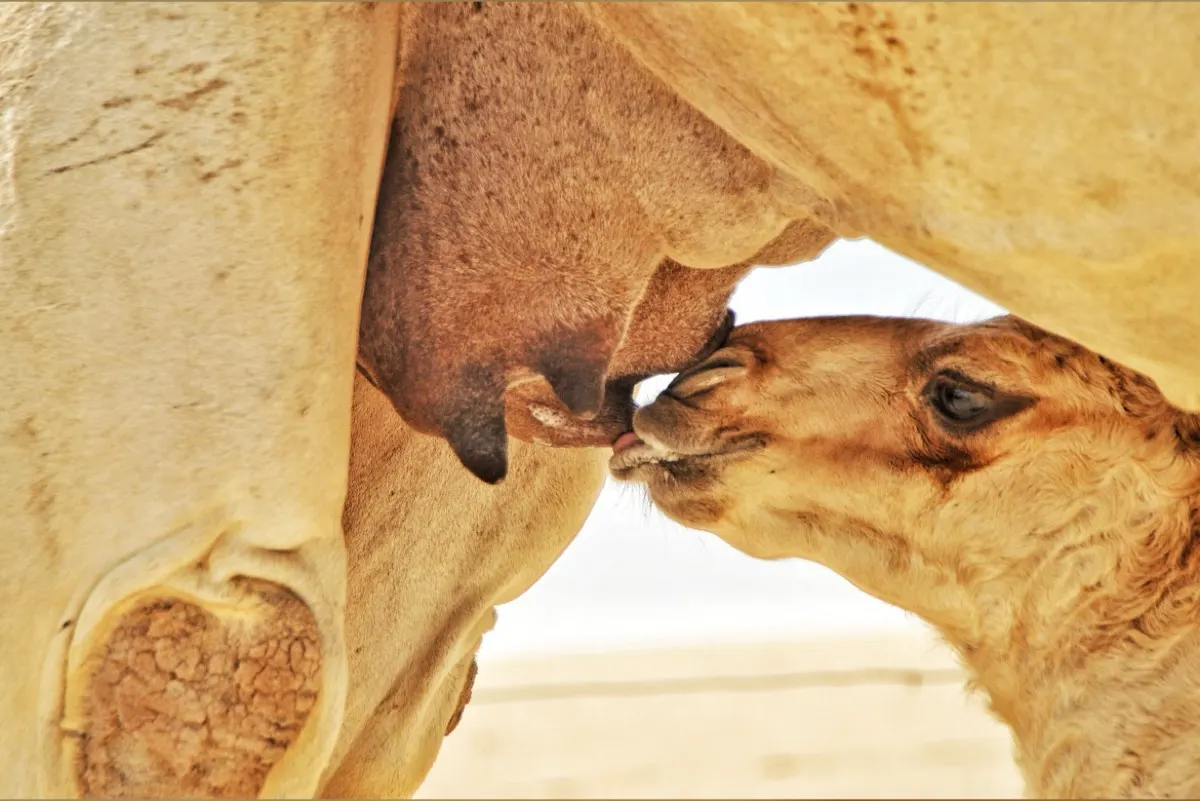 مختص: حليب الإبل البديل الطبيعي الأقرب لحليب الأم
