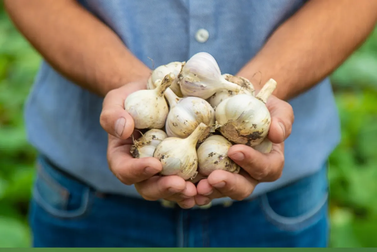 تحذير.. الإفراط في تناول الثوم قد يهدد حياتك