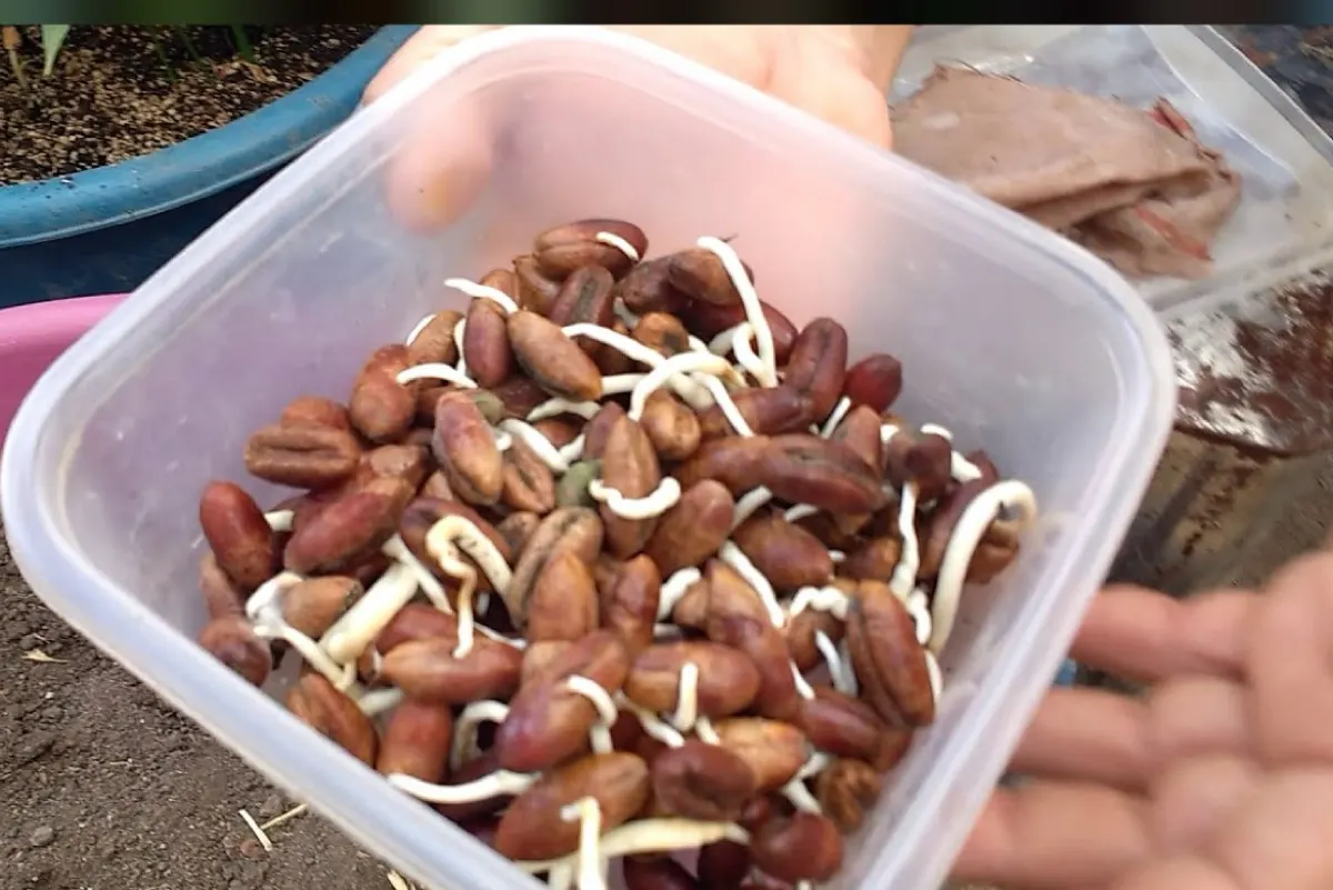 أين يوجد جنين نواة النخيل؟ الإرشاد الزراعي يوضح