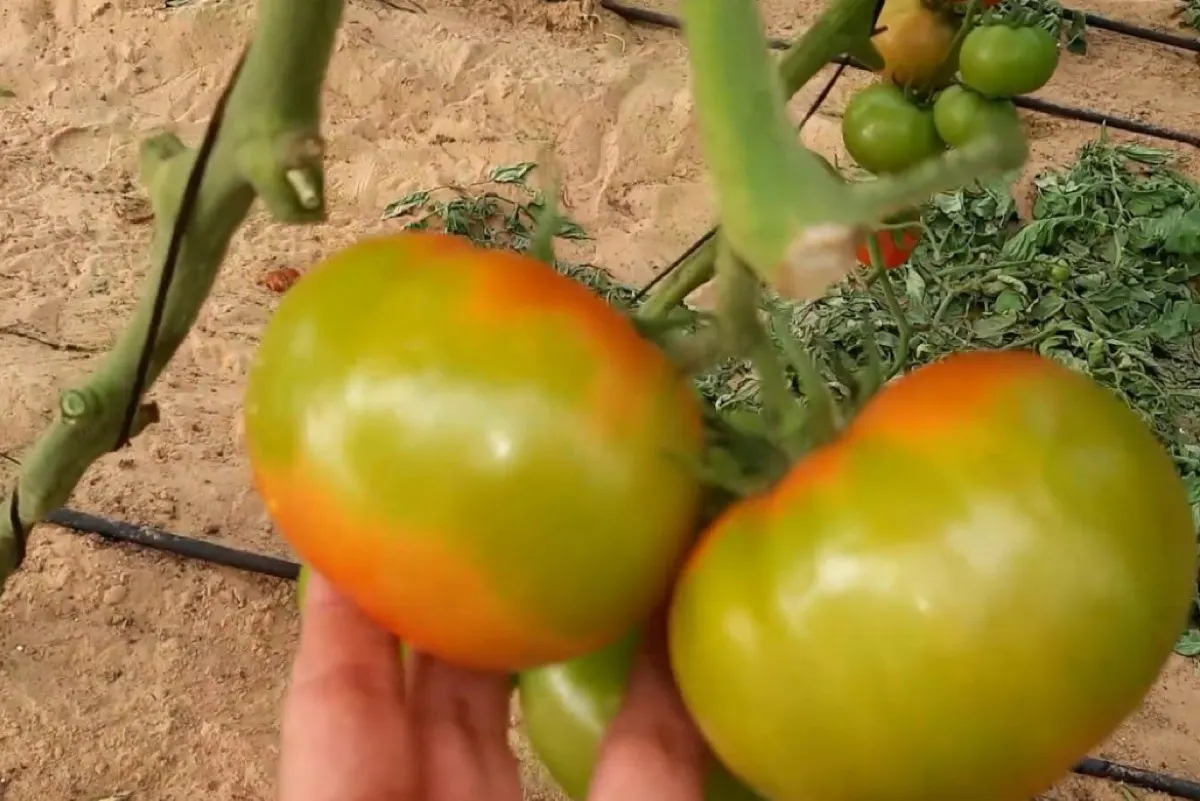 أبرزها الرطوبة.. 3 عوامل رئيسية وراء تراجع لون الطماطم