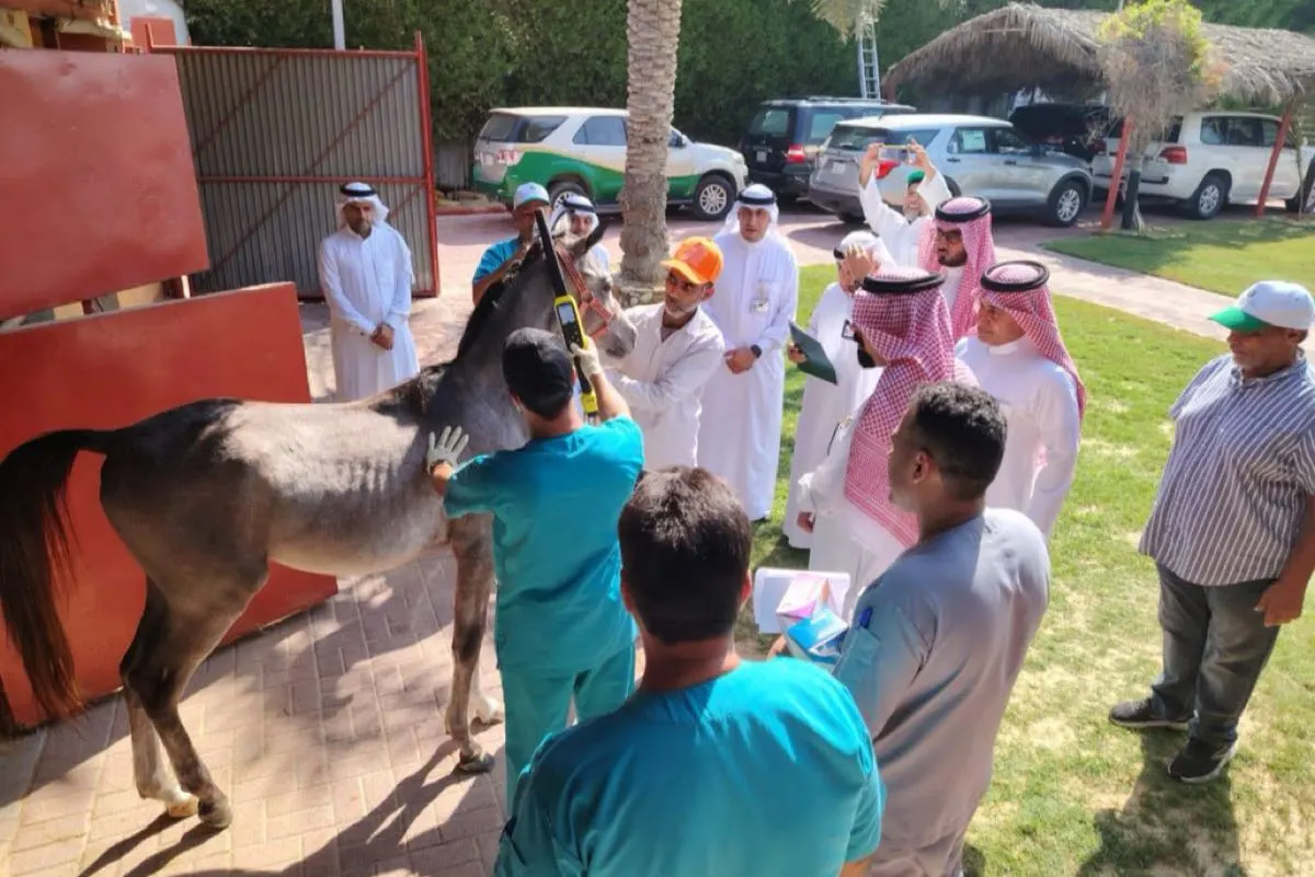 تطوير قطاع تربية الخيول.. ”البيئة“ تتفقد إسطبلات القطيف