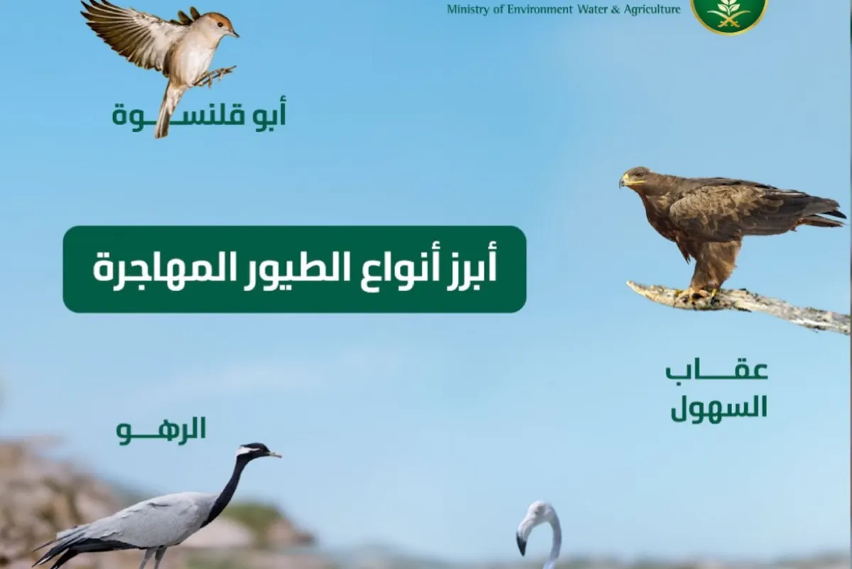 المملكة تحتضن 550 نوعاً من الطيور.. و 27 منها مهددة بالانقراض