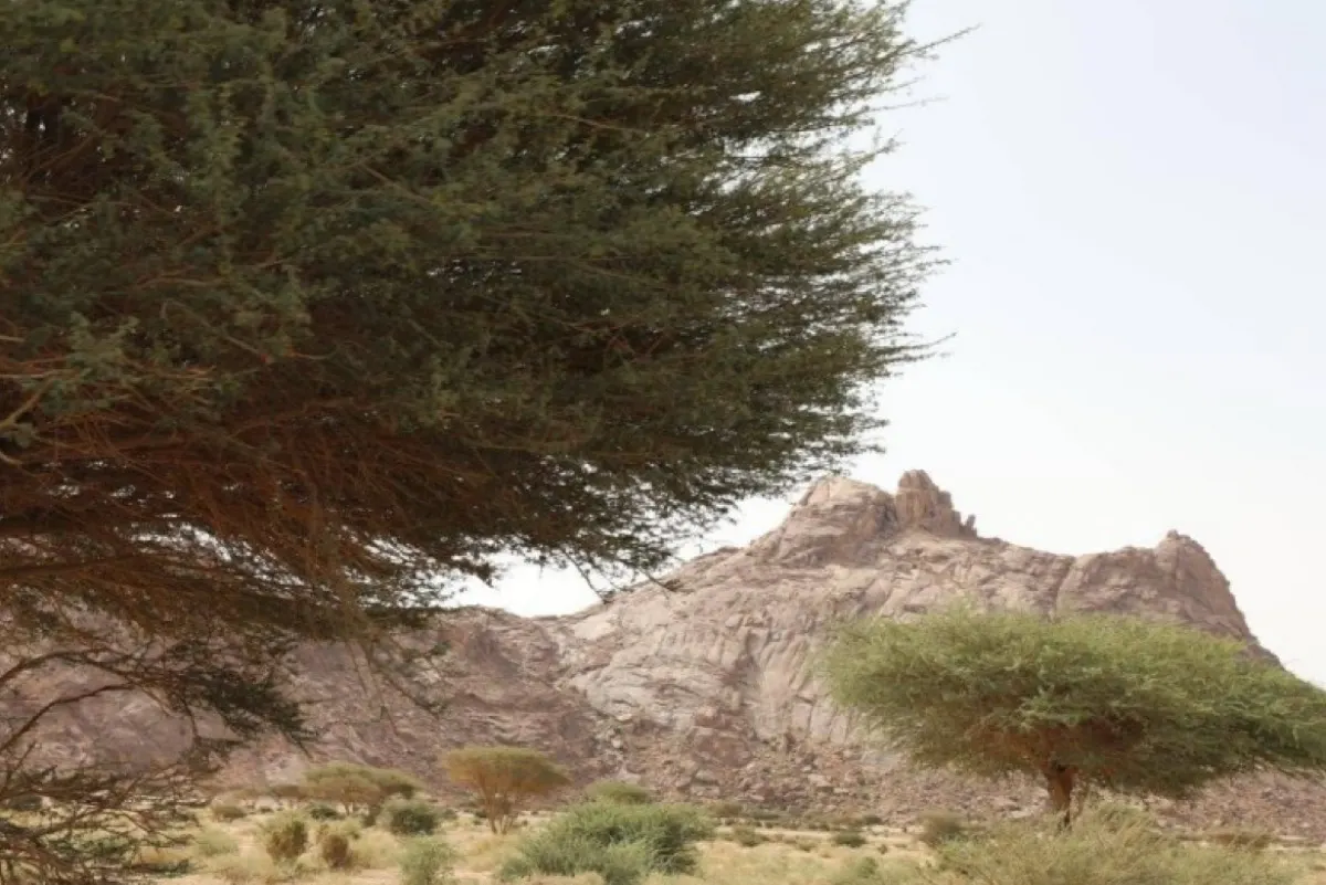 2000 ريال غرامة القيادة في أراضي الغطاء النباتي